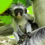 Zanzibar - Young red colobus monkey